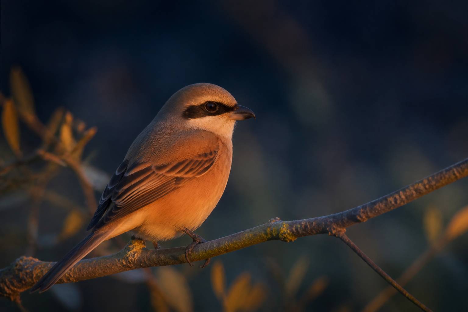 Oiseau perché sur une branche au crépuscule dans une lumière douce