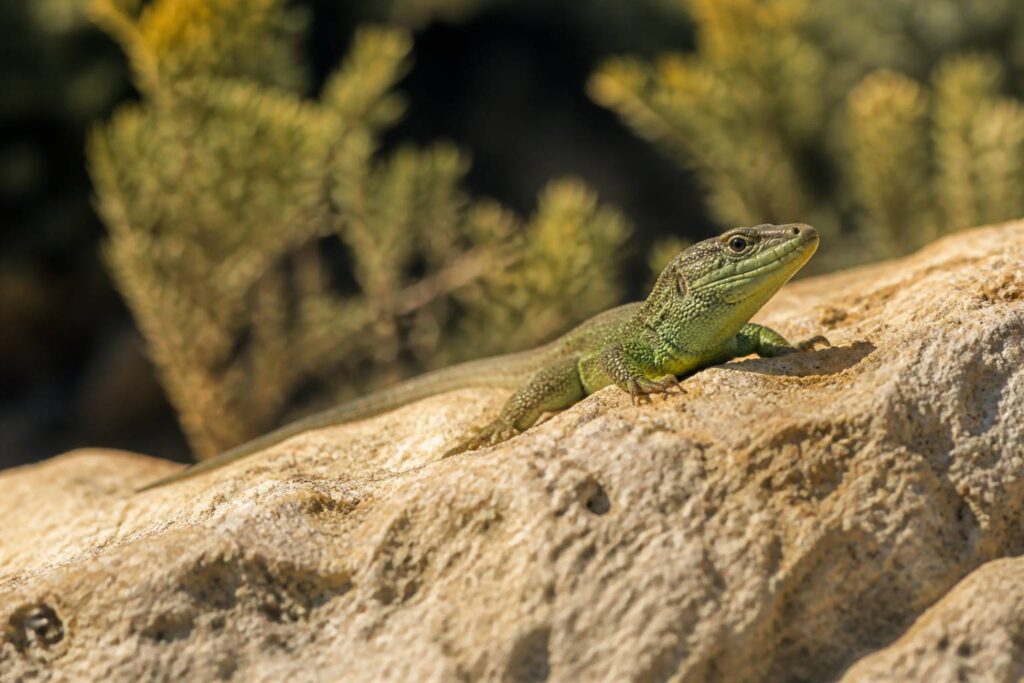Lézard vert posé sur une roche calcaire dans la lumière dorée