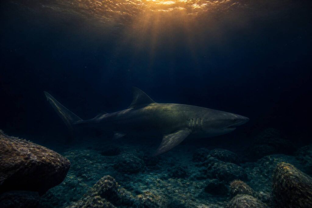 Grand requin ardoise nageant lentement dans une eau arctique profonde et sombre