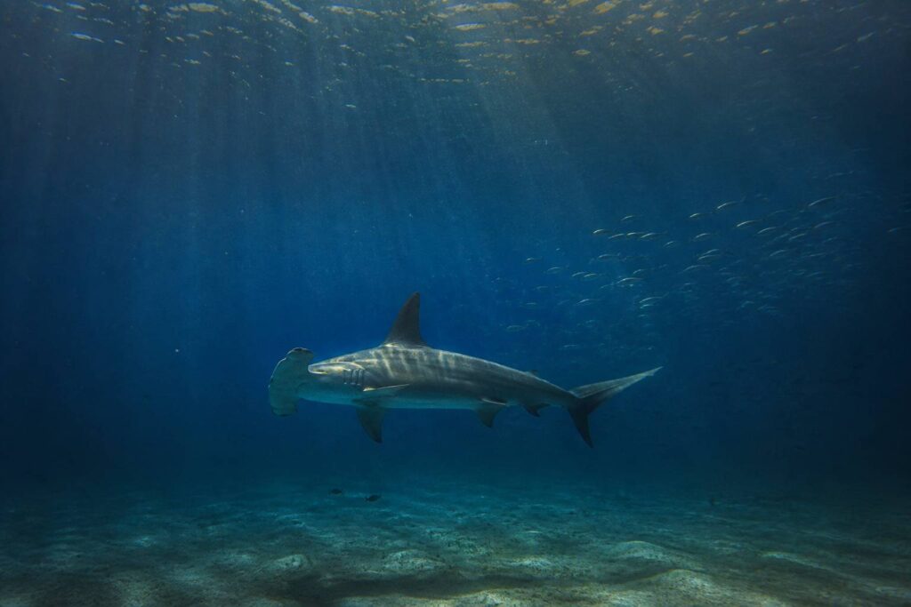 Requin-marteau générique glissant dans une eau océanique bleu nuit