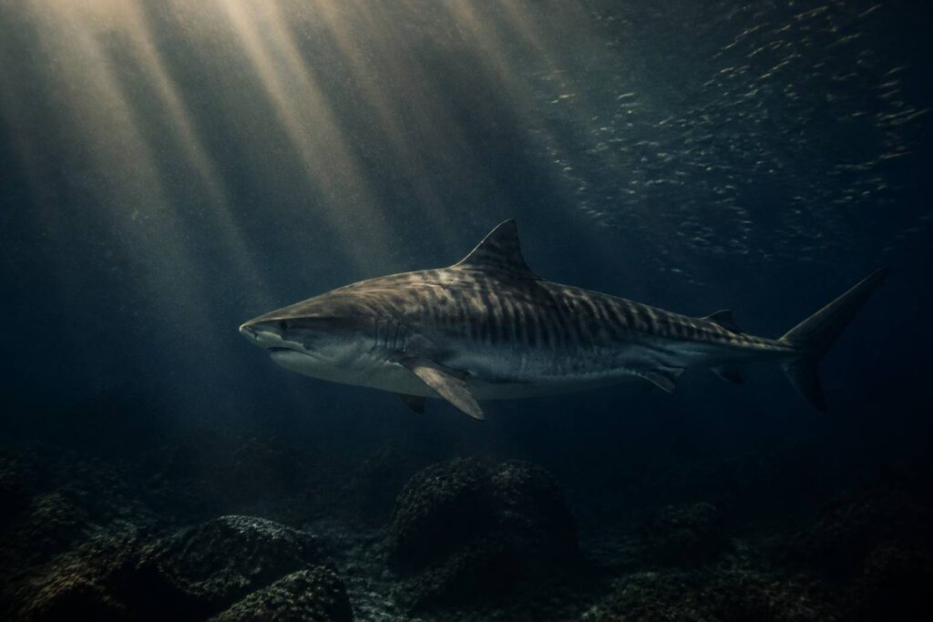 Requin tigre nageant dans une eau bleu profond avec ses bandes sombres