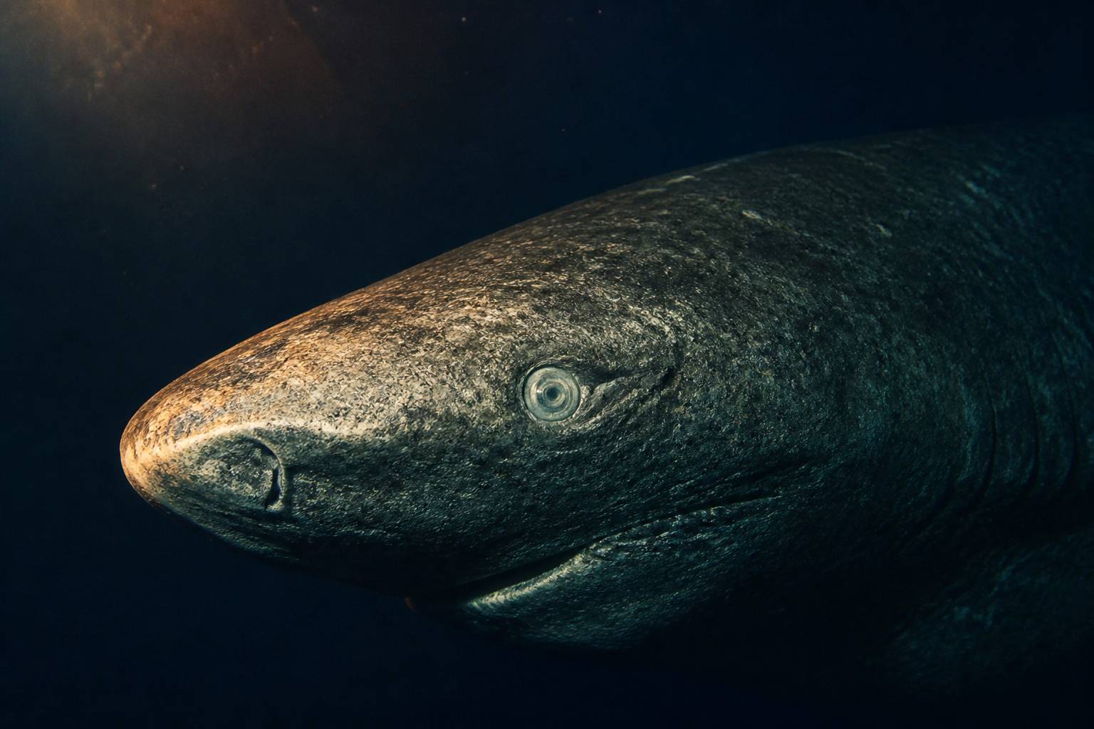 Tête de requin de l'Arctique dans une eau sombre avec œil pâle et peau marquée