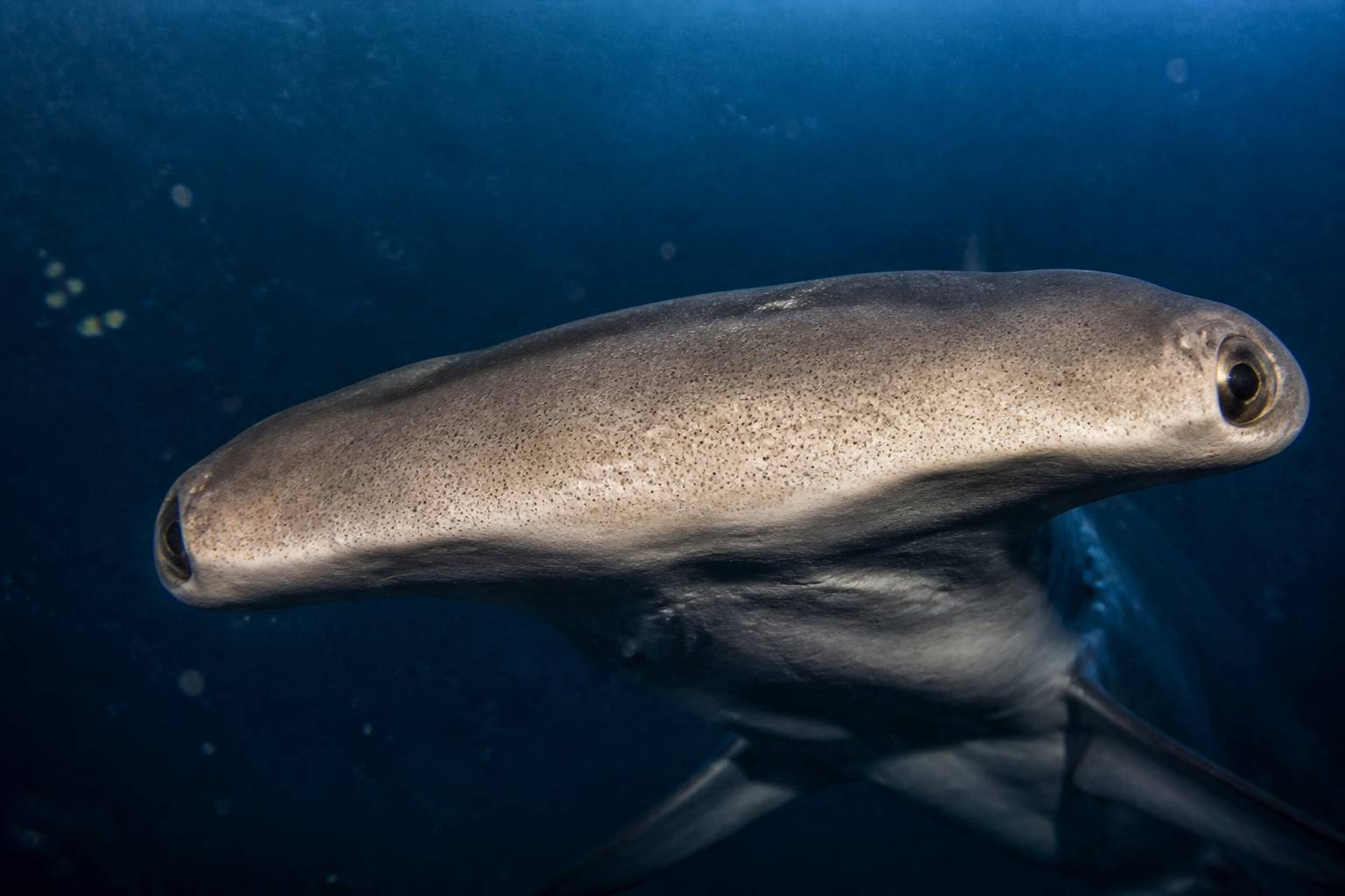 Tête en marteau d'un requin avec pores sensoriels dans l'eau profonde