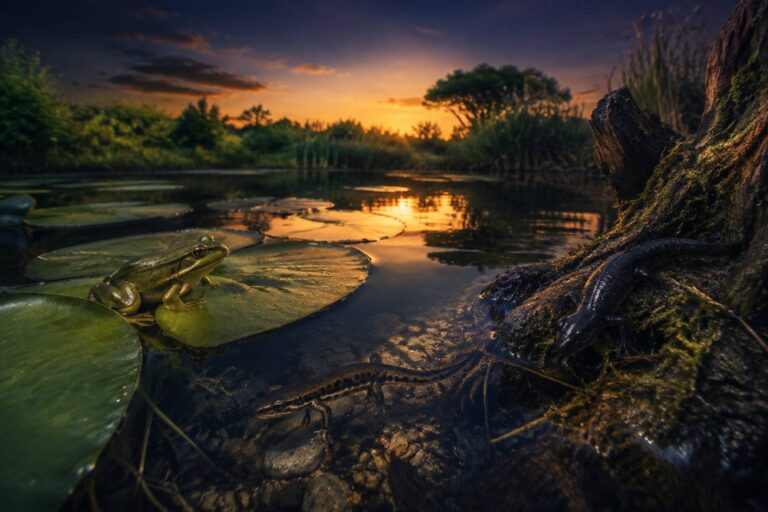Esplorando il mondo degli anfibi: creature tra terra e acqua