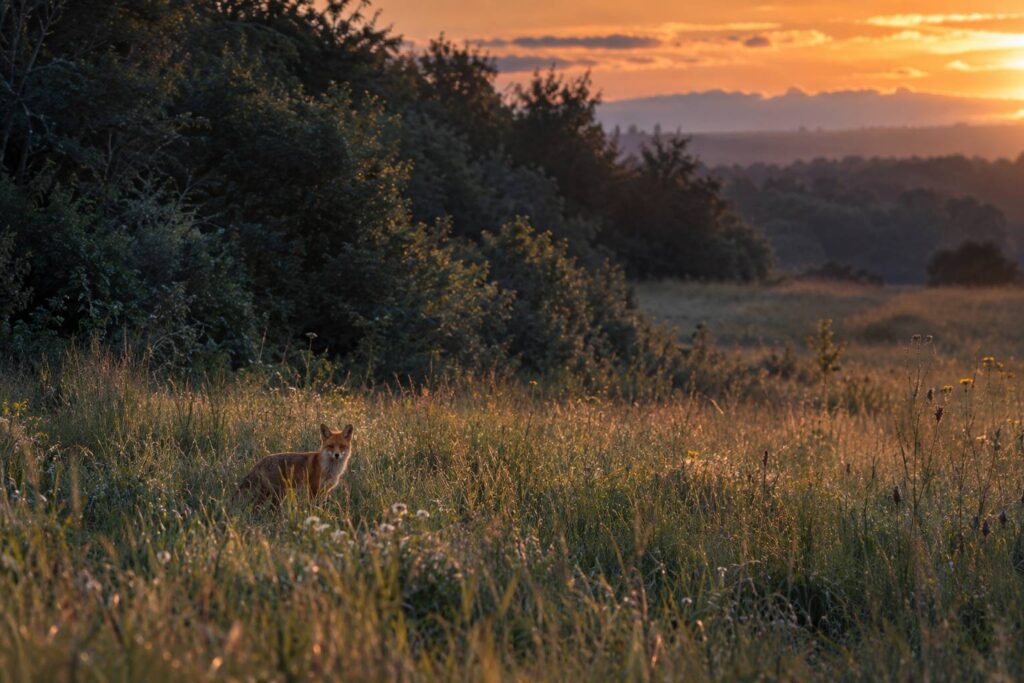 Renard roux debout dans une prairie en bord de bois au crepuscule